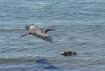 gliding