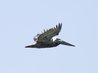 pelican in flight