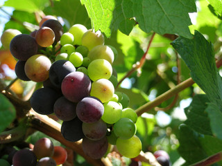 grapes