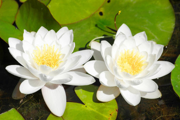 seerosen1