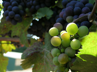 grapes highlighted