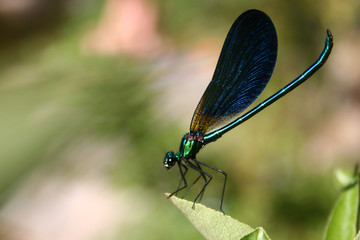 dragon fly