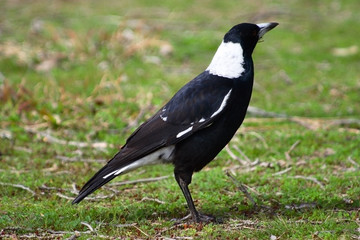 australian magpie