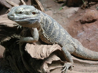 bartagame aus australien