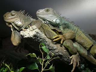 zwei grüne leguane pärchen