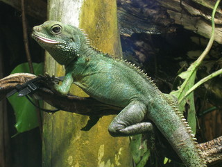 grüne wasseragame aus südostasien