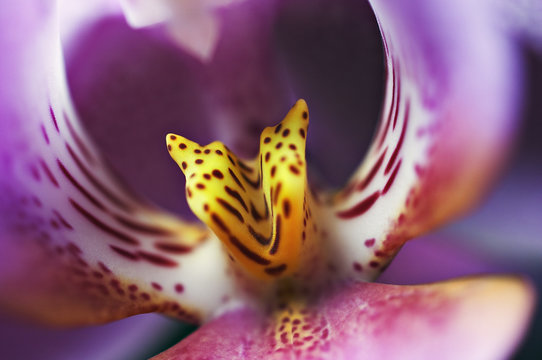 Fototapeta orchid closeup