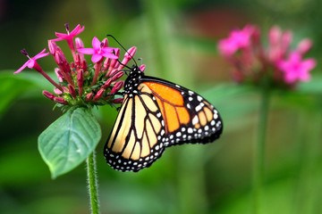 Obraz premium papillon