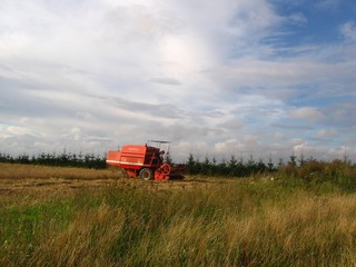 Fototapeta premium harvest time