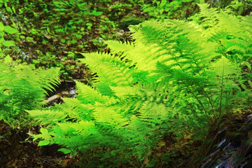 fern