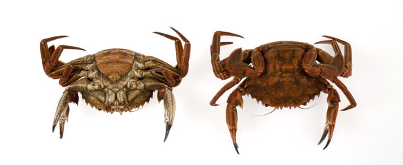 necoras8232
