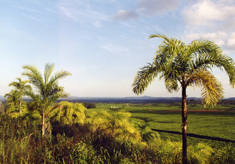 Obraz na płótnie Canvas palmy krajobraz