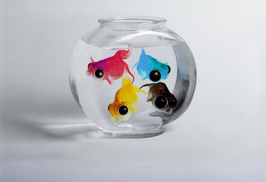 poissons cmjn