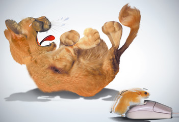 la reproduction des souris