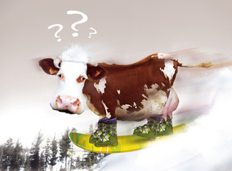 le surf de la vache