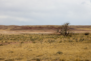 Arizona pinkish view 
