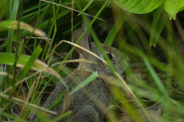 cottontail