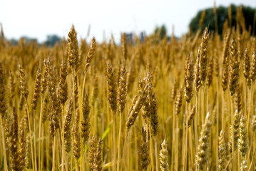golden wheat closeup