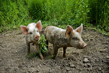 piglets