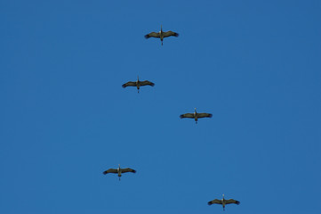 sandhill cranes