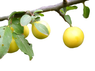 yellow cherry-plums 2