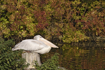 the pelican have a good rest
