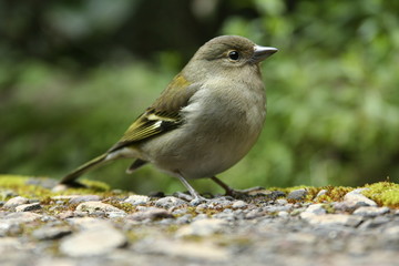 buchfinkweibchen