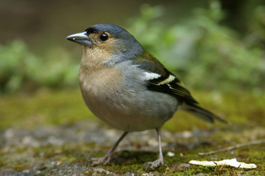 buchfinkm&auml;nnchen