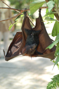 fruit bat 1