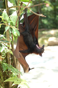 fruit bat 2