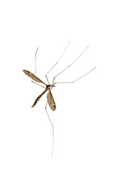 crane fly