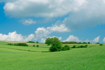Fototapeta premium green fields