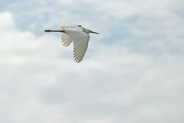 white young egret (egreta garzetta)