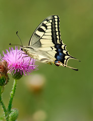 swallowtail butterfly (papilio machaon)