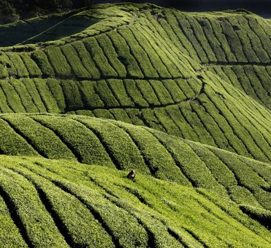 harvest of tea-leaves
