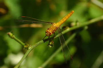big orange dragonfly