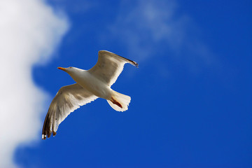 seagull in the sky