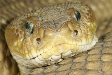 Obraz premium klapperschlange