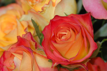 Fototapeta na wymiar pomarańczowe i czerwone róże