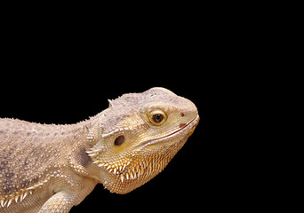 reptile portrait