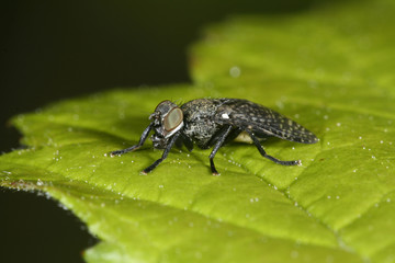regenbremse