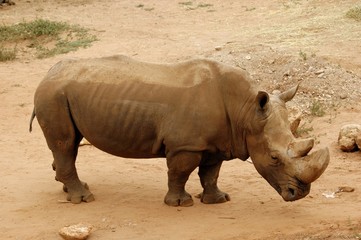 rhinocéros