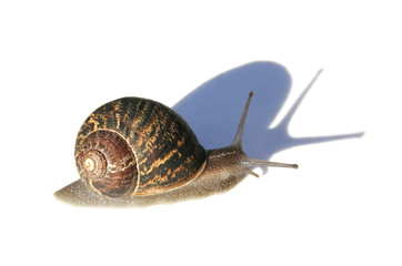 snail with shadow