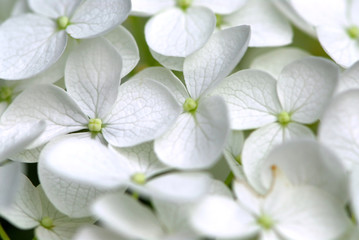 white flower macro - Powered by Adobe