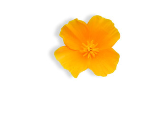 orange flower