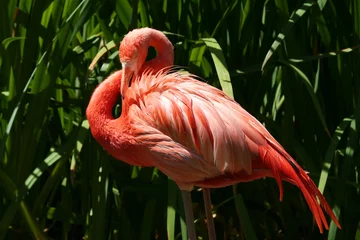Crédence de cuisine en verre imprimé Flamant pink flamingo cleaning feathers