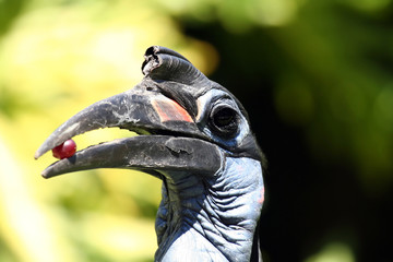 big bird eating a grape