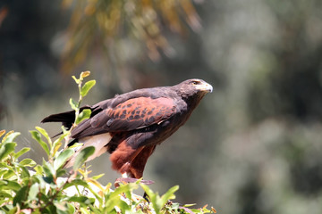 harris's hawk looking up