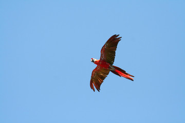 scarlet macaw flying left © Xavier MARCHANT