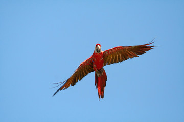 scarlet macaw closing